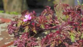 Herb Robert  Ruprechtskraut [upl. by Zimmermann]