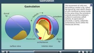 Gastrulation [upl. by Mcginnis]