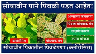 सोयाबीन पाने पिवळी पडत आहेत का  पहा लक्षणेकारणेउपाययोजनाSoyabin Chlorosis Yellow Mosaic [upl. by Sulihpoeht]