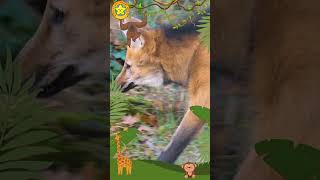 🌟Maned Wolf🌳Kids Story Magic House📚kidsvideo animals kidsvideo kidslearning kids animal [upl. by Grannias]