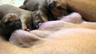 Nombeko Rhodesian Ridgeback Welpenpuppies 2012  Tagday 02 [upl. by Acinorehs950]