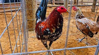 El Gallo Show 2 en Cleburne Texas [upl. by Oigroeg]