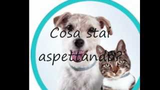 collare antiparassitario Seresto [upl. by Rust]