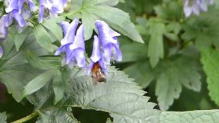 Bumblebee on Monkshood トラマルハナバチ♀がトリカブトに訪花吸蜜 [upl. by Jegar]