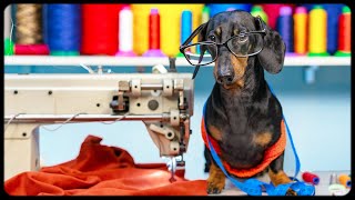 Dachshund dog TAILOR Funny animal video [upl. by Phail]