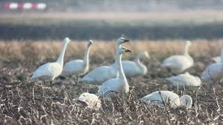 Cygne de Bewick Bewick Swam cygnus colombianus Kerkwerve NL janvier 2023 [upl. by Samal161]