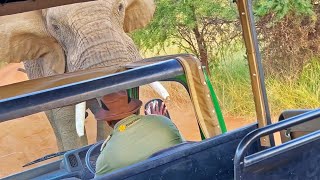 Elephant Picks up and Throws Truck full of Tourists [upl. by Kisor287]