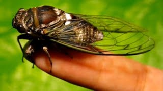 live CICADA closeup [upl. by Starinsky]