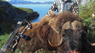 Muskox Hunting in Greenland [upl. by Raouf]