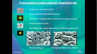 Cryptosporidiosis in calves  AHDB Dairy [upl. by Mafala]