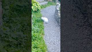 Georgian 🇬🇪 pet animallovermountainsgeorgiatravelrabbit [upl. by Etteiram]