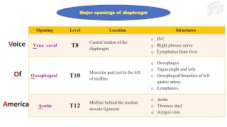 Thoracoabdominal diaphragm [upl. by Aicek]