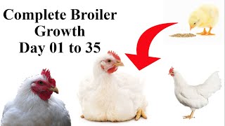 Complete PROCESS Of BROILER Chicken GROWTH From DAY 1 TO DAY 35  Poultry Farming In Pakistan [upl. by Annotahs720]