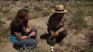 Wildflowers Blooming In AnzaBorrego [upl. by Rama]