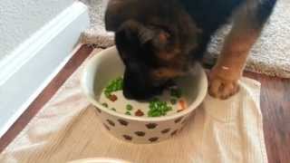 Puppy Eats Healthy  9 Week Old German Shepherd [upl. by Desdee]