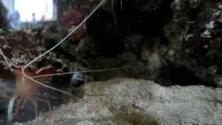 Pistol Shrimp Vs Cleaner Shrimp Part 2 [upl. by Llenrrad560]