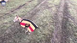 Bobby the cheeky whippet sprints after a racehorse [upl. by Sidnala175]