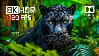 Best of Dolby Vision for 2024  8K HDR Video ULTRA HD 120FPS [upl. by Calysta106]