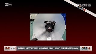 Parla il direttore della clinica che ha in cura il pitbull bruciato vivo  Ore 14 del 11012024 [upl. by Malinowski]