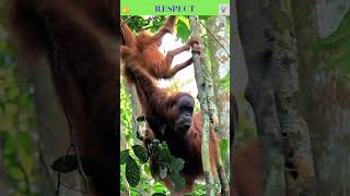 Discover the Astonishing World of Orangutans [upl. by Hbahsur]