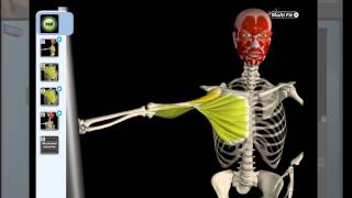 Pectoralis Major Stretching Anatomy [upl. by Rosalee]