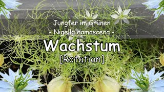 Jungfer im Grünen Nigella damascena [upl. by Brathwaite645]