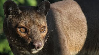 The Fossa of Madagascar [upl. by Elohcim]