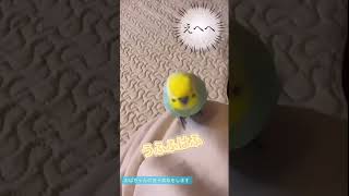 笑う余いんまで真似するインコ🐥関西弁のくーちゃん🐥切り抜き [upl. by Yadrahc]