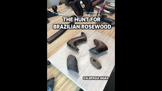 The hunt for Brazilian Rosewood Dalbergia nigra [upl. by Juanita]