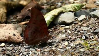 wwwbutterfliesofcolombiacom  Prepona praeneste  Charaxinae  Slomo [upl. by Airbmak513]