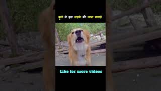 ये दुनिया का सबसे होशियार कुत्ता है  This is the most Intelligent dog you have ever seen shorts [upl. by Rape]