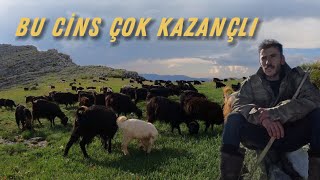 130 KARA KEÇİ 1 YILDA KAÇ PARA KAZANDIRIR  SIFIR MALİYET KEÇİ BAKMAK [upl. by Hodess]