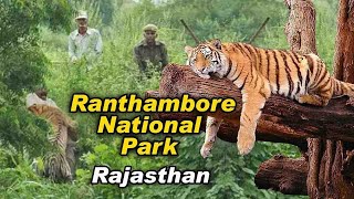 Why you must visit Ranthambore National Park  a famous Tiger Reserve [upl. by Kurtzman]