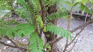 Averrhoa Bilimbi Tree  Plant Collection [upl. by Weingartner436]