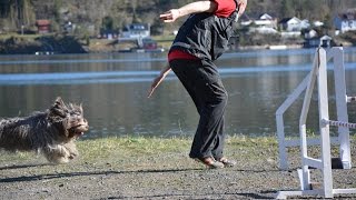 Schapendoes Agility Handling at Home [upl. by Norword]