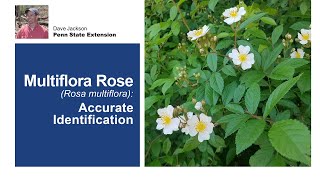 Multiflora Rose Accurate Identification [upl. by Imeon914]