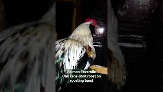 Salmon Faverolle Chickens dont roost on roosting bars [upl. by Eimrots]