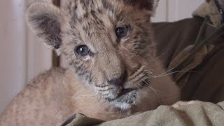 Unbelievably cute rare liger cub born in Russia [upl. by Morie971]