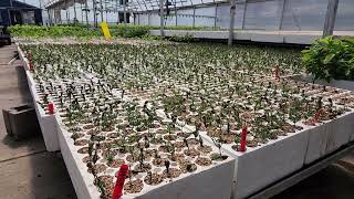 Korean Pine Pinus koraiensis seeds emerging at Tree Time Greenhouses May 18 [upl. by Dusza]