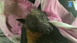 Flyingfox in care this is Tiddly doing better [upl. by Aillimac226]