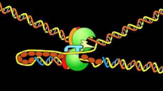 DNA replication fork [upl. by Droflim166]