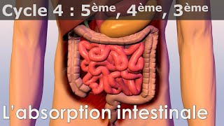 SVT  Cycle 4  COURS  Labsorption intestinale [upl. by Yael484]