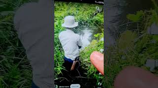 Umpan Lumut Campur Royco Bukin Gacor fishing shortvideo [upl. by Marola874]