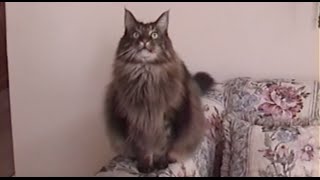 BIG Maine Coon Cat CHIRPS [upl. by Marelda614]