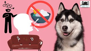 DESMITIFICANDO las 4 VERDADES del HUSKY SIBERIANO [upl. by Zenda]