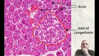 Histology of The Pancreas [upl. by Nyloc]