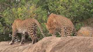 Mating Lions amp Leopards [upl. by Eidnyl548]