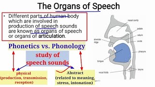 Organs of speech Hindi Urdu Speech Mechanism in phonetics [upl. by Ainirtac792]