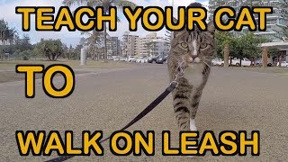 HOW TO TEACH A CAT TO WALK ON LEASH  TUTORIAL [upl. by Alyahc951]