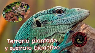 TERRARIO PRASINUS🦎  PLANTAS VIVAS Y SUSTRATO BIOACTIVO 🍃🌿🌱 [upl. by Adnik]